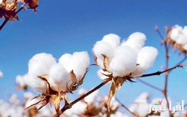 بورصة القطن اليوم الخميس